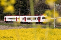 菜の花畑とイチゴ電車