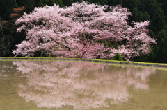 諸木野