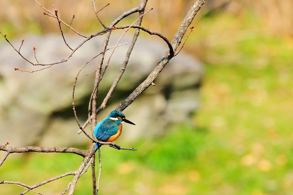 アートな止まり木