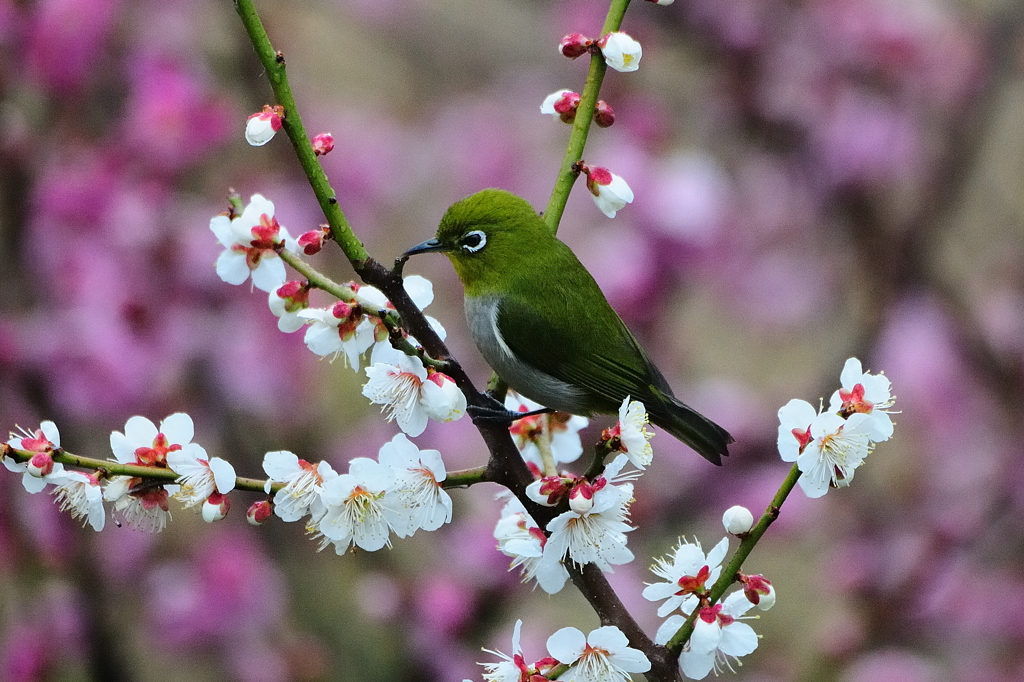 春よ〜♪