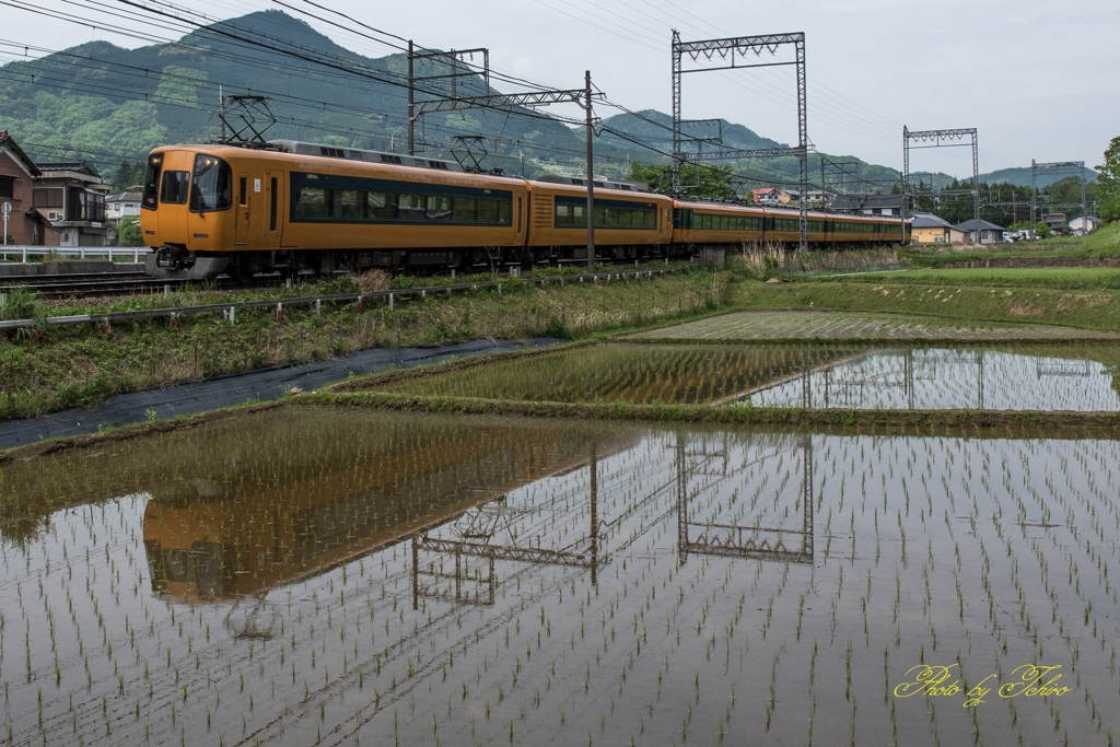 新緑がまだ綺麗な頃