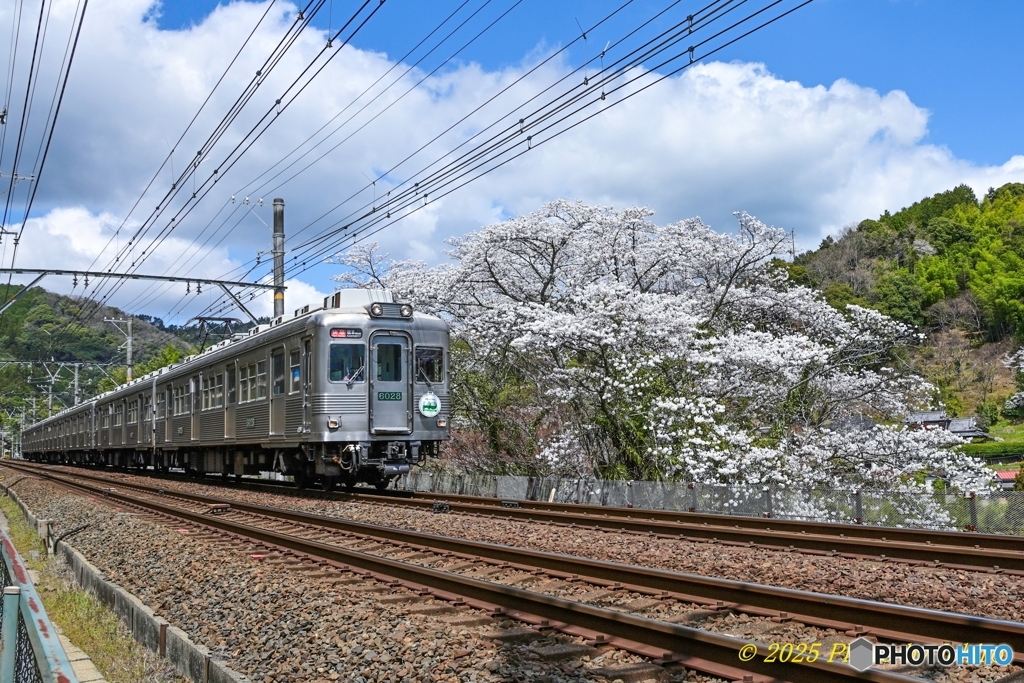山桜に映えるお銀様