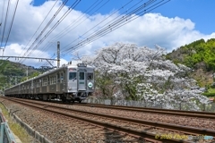 山桜に映えるお銀様