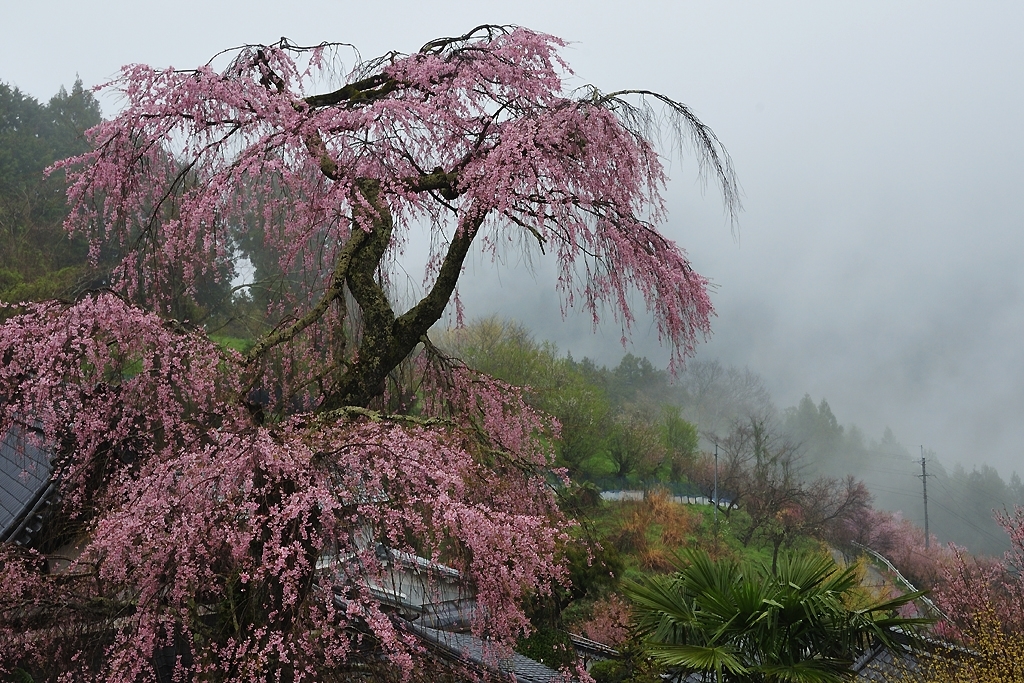 霧の枝垂れ桜