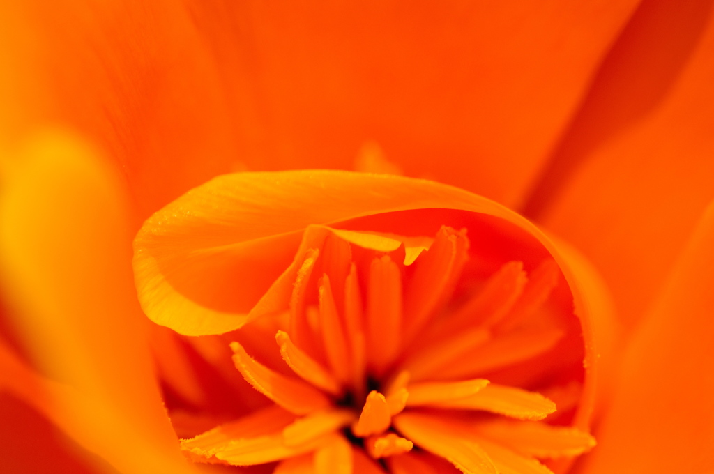 オレンジ色の花