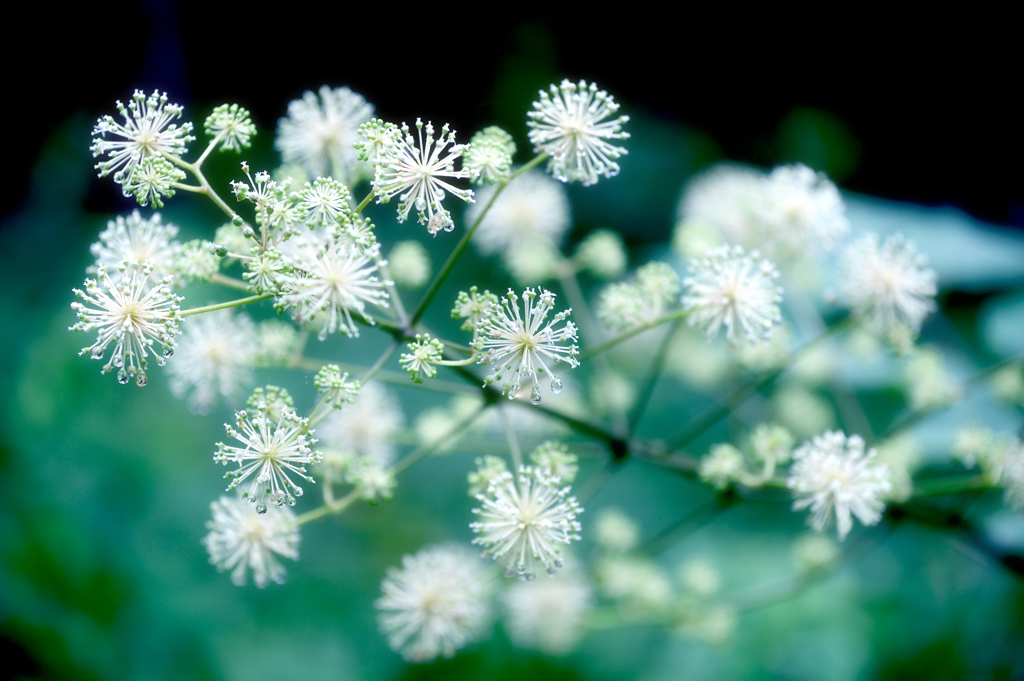 それはまるで花火のよう