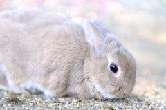 fluffy♥