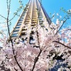 中目黒で花見