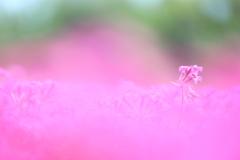 千本芝桜