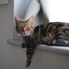 どうだ長いだろう？