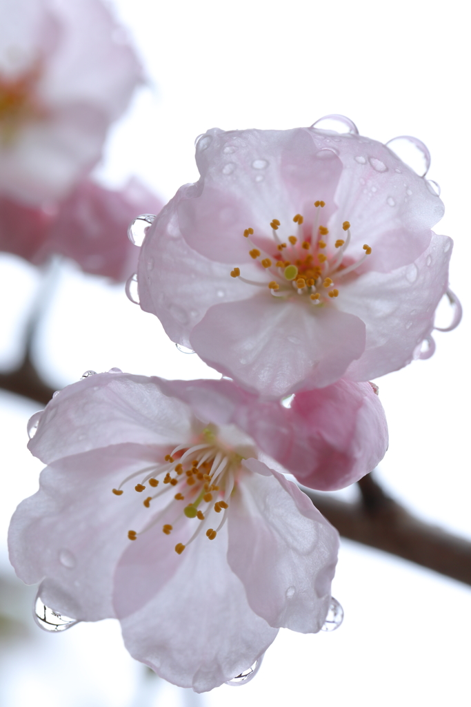 雫桜