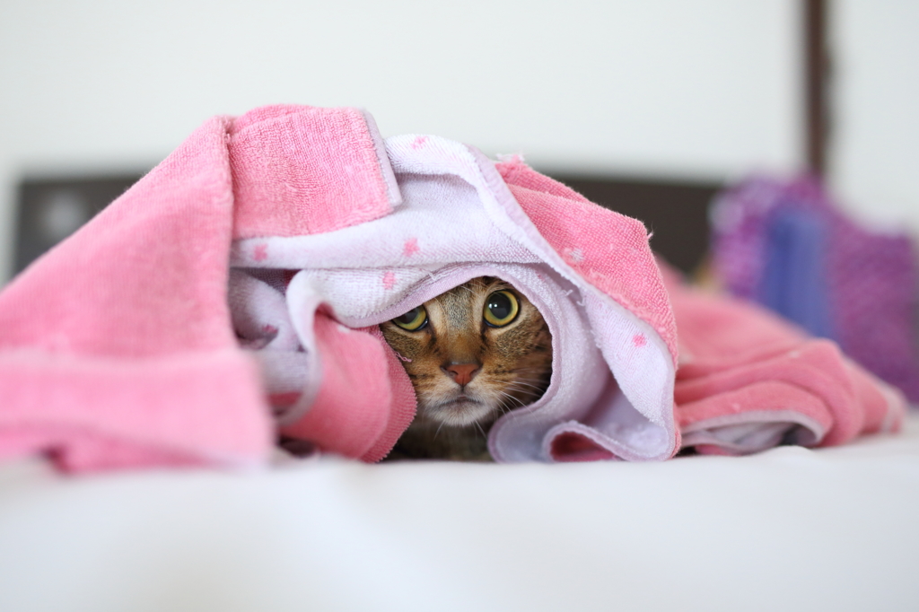 ．．．どなた様ですか？
