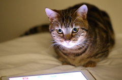 iPad Neko