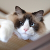 暴君モフ王