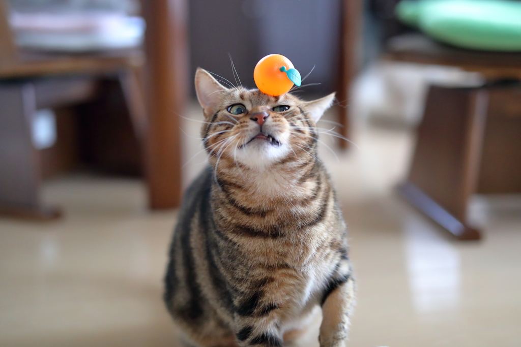 正月早々何するにゃ！