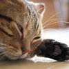 忙しい方に。
