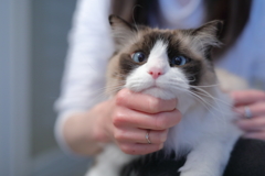 平気ですが、何か？