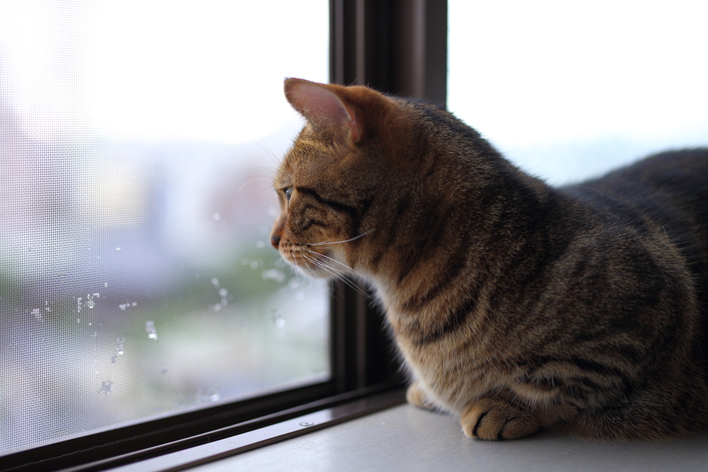 雨の休日