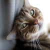 物憂げｃａｔ