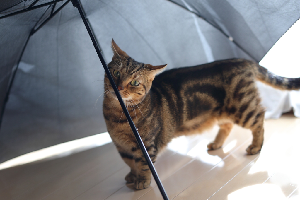 雨のにほい