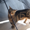 雨のにほい