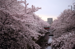 曇天桜