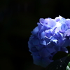 紫陽花　－暗ー