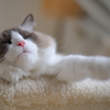猫年の夢を見ています。