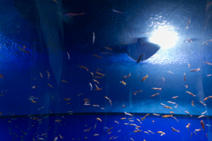 海遊館