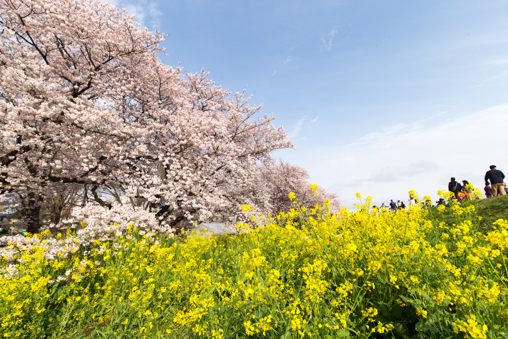 熊谷桜並木 - 2