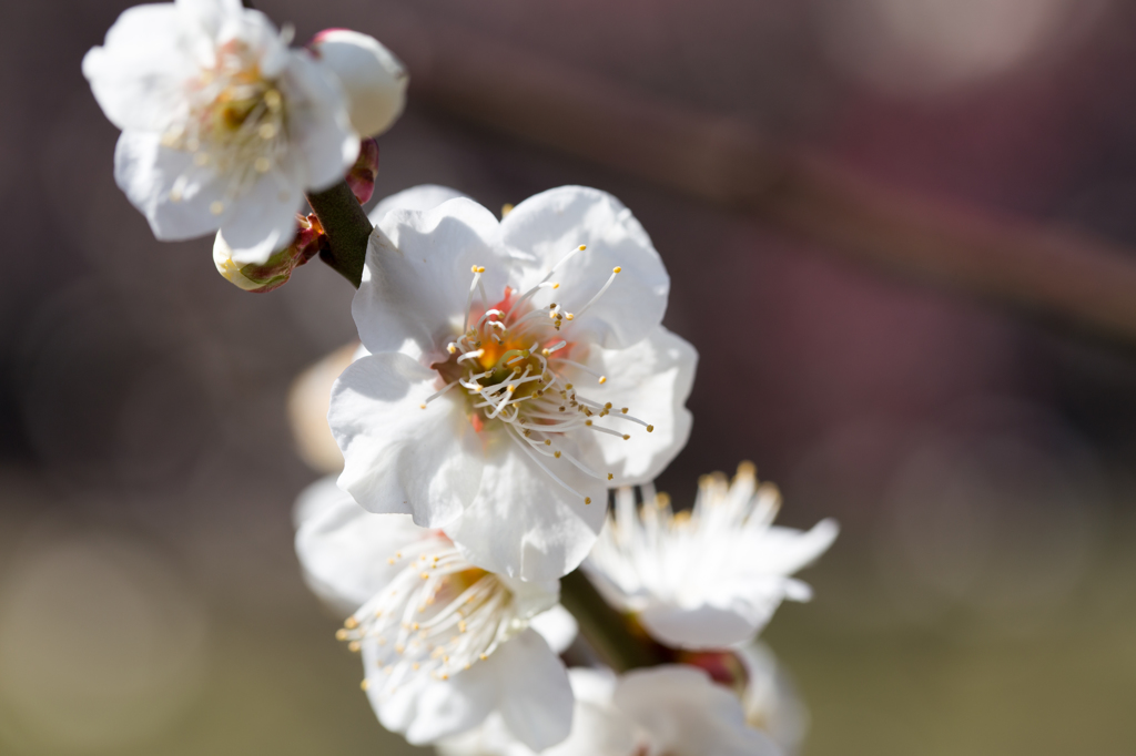 梅の花