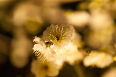 梅の花