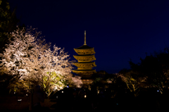 夜桜と五重塔