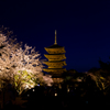 夜桜と五重塔