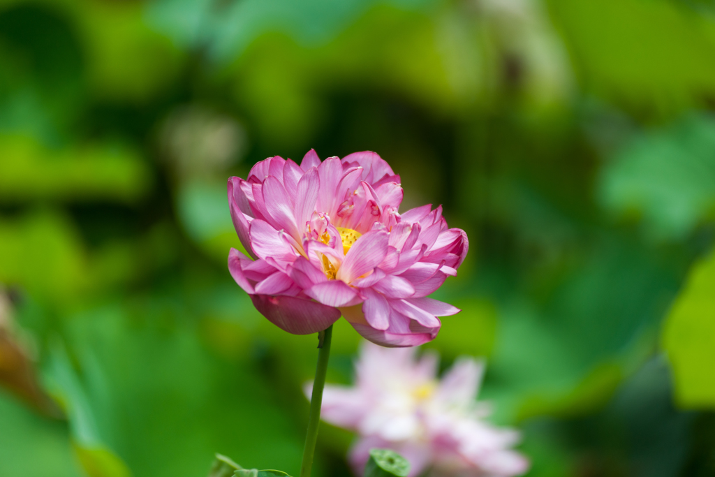 ハスの花