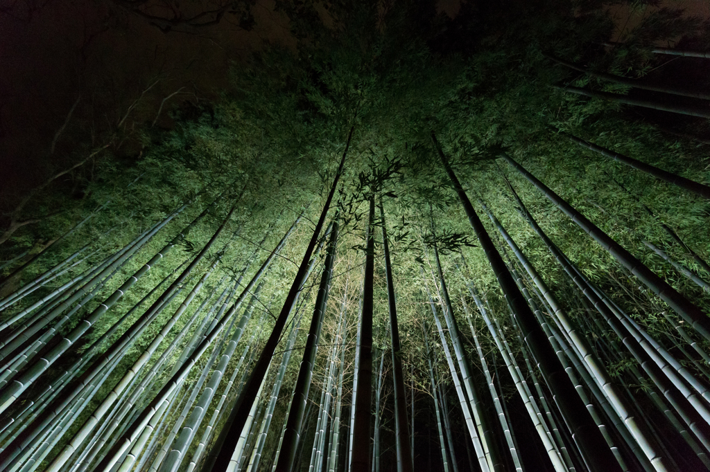 青蓮院の竹林