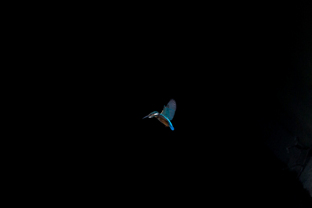 カワセミ - 204