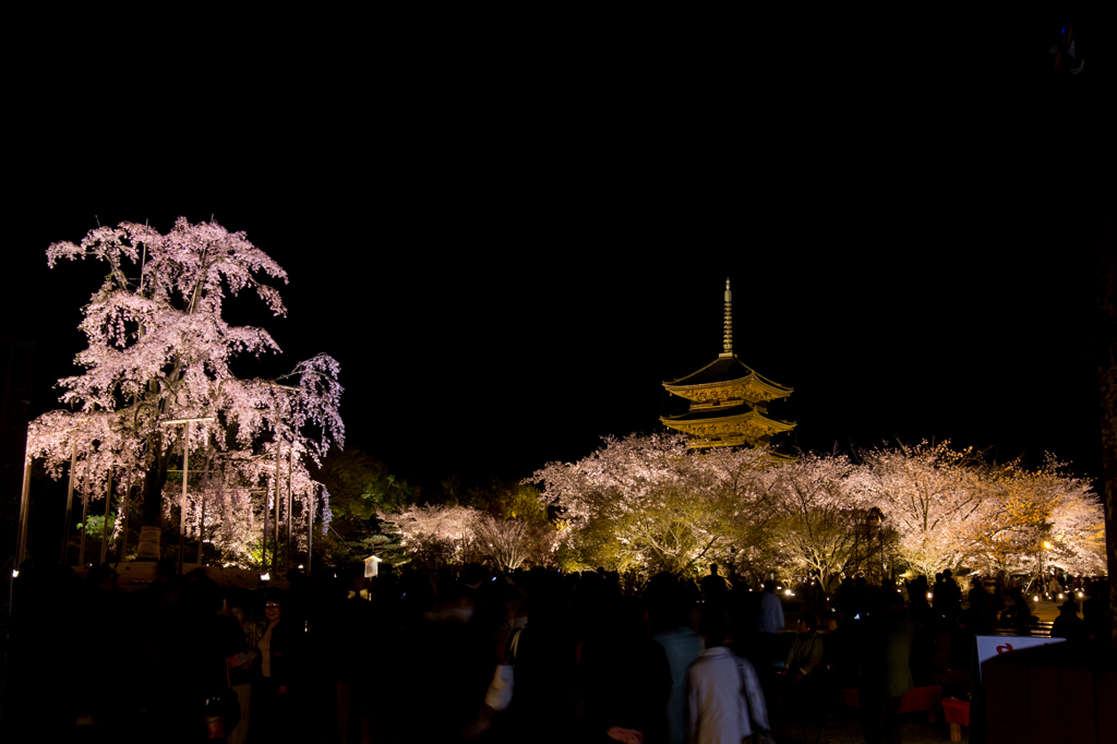 夜桜と五重塔 3