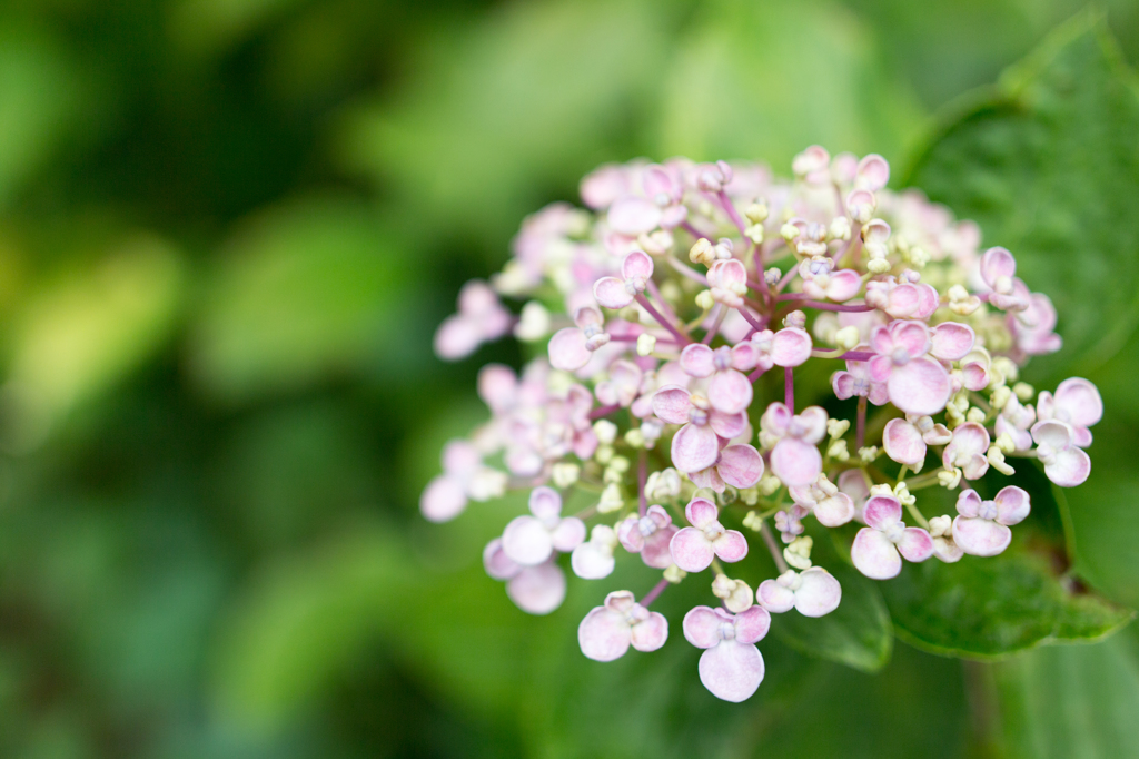 アジサイの花