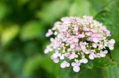アジサイの花