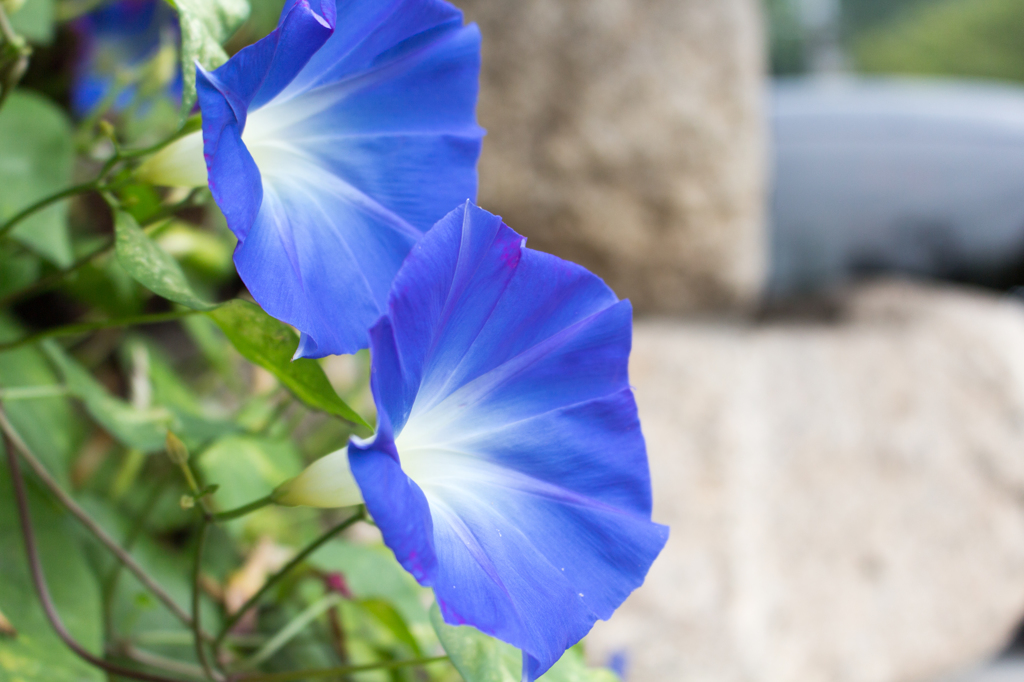 朝顔 color blue
