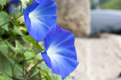朝顔 color blue