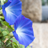 朝顔 color blue