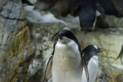 ペンギン