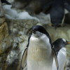 ペンギン