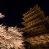 夜桜と五重塔 2