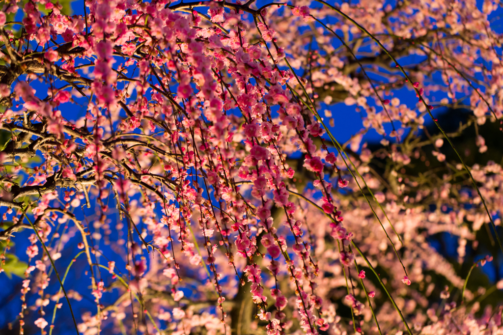梅の花