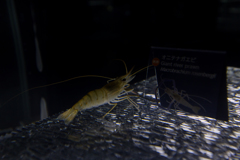 エビ