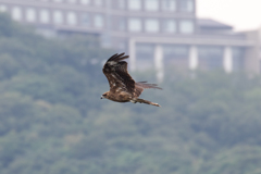 トンビ？
