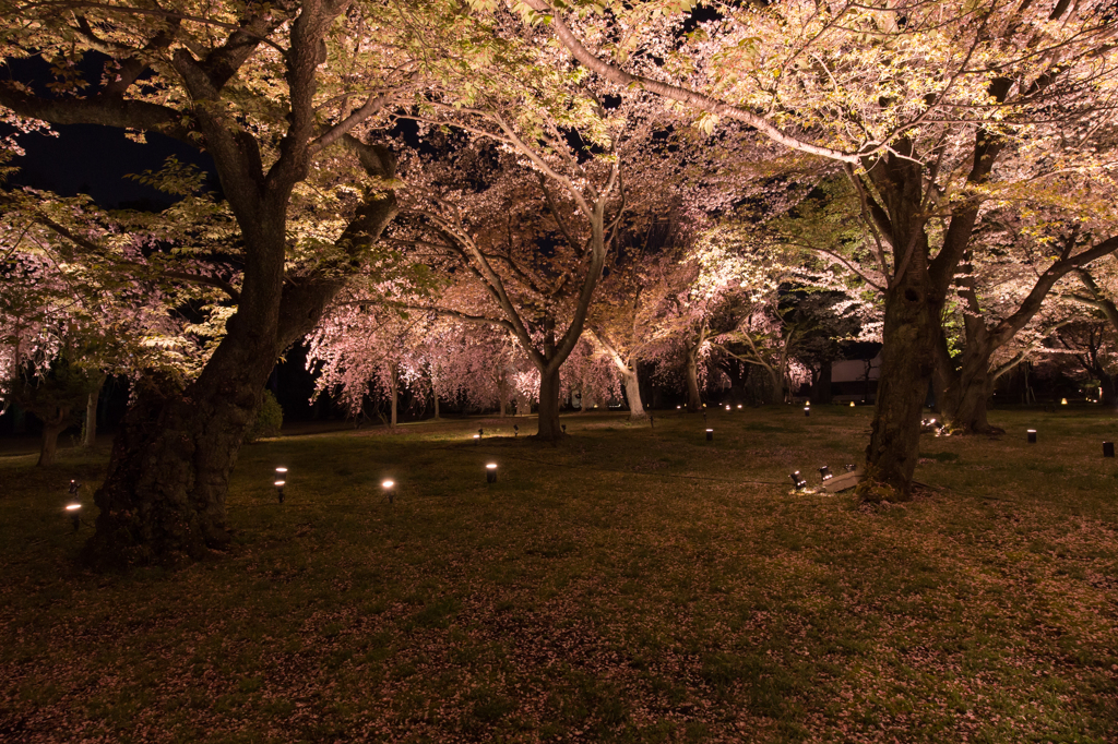 夜桜 3